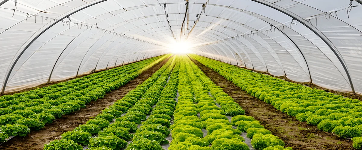Polyhouse Farming - सर्दियों में इस विधि से करें सब्जियों की देखभाल एवं प्रबंधन